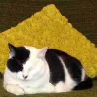 Bored Cat (@_boredcat) 's Twitter Profile