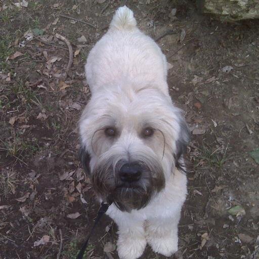 Buckley
