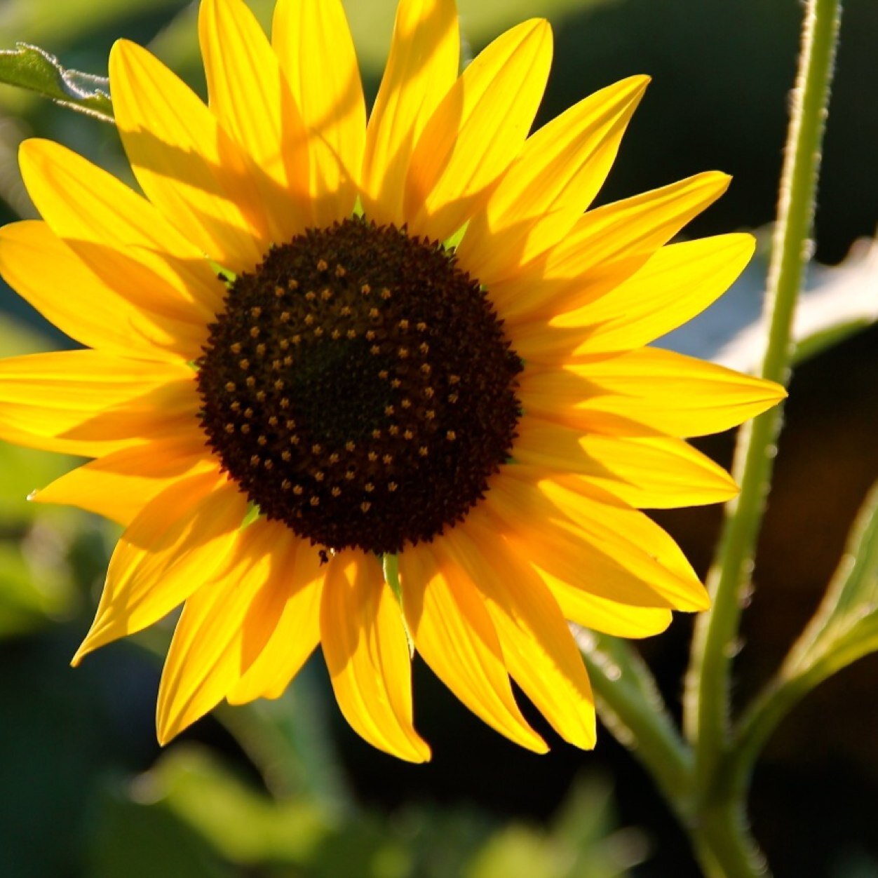 lisaperezmiller's profile picture. 