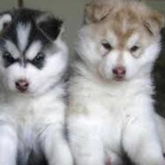 kenyalejandra1's profile picture. me llamo keny Alejandra vivo en jerez zacatecas tengo 12 años de edad y me gustan los perritos