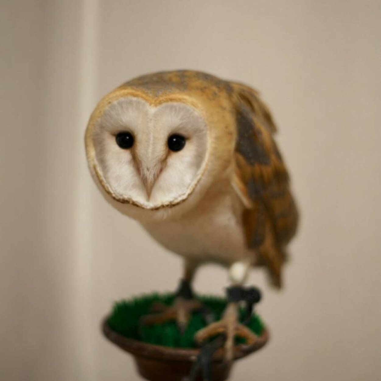 メンフクロウ ひめ子（6歳でお空へ旅立ちました）ポメラニアン なすび（8歳）オキナインコ ウルスラ（2歳） ワカケホンセイインコ サブロー（年齢不詳）動物と音楽と植物が好きです。