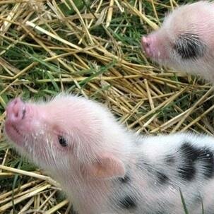Everyday is a SUNFLOWER day... I love my piggy with the cow spots to