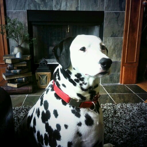 Love BLACKHAWKS ❤& Dedicated Patrick Kane Fan ❤️Chicago BEARS & CUBS💙Music & My Cowgirl Boots!   Loving Kid Rock ❤️ Fur Baby Dalmatian❤️Chicago TO Alabama 🍀