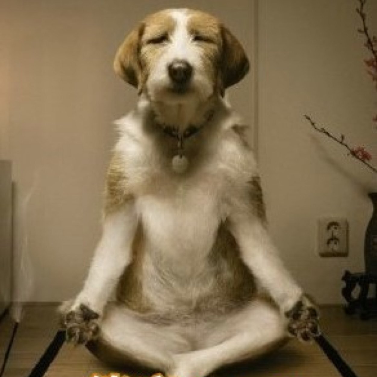 Briskreviews's profile picture. Briskreview marries talk to gossip -reality and fun times.  World news to marketing.