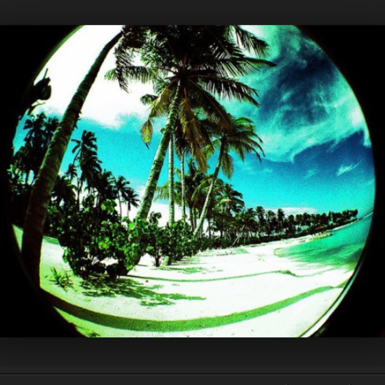 _tropicalvibes_'s profile picture. 