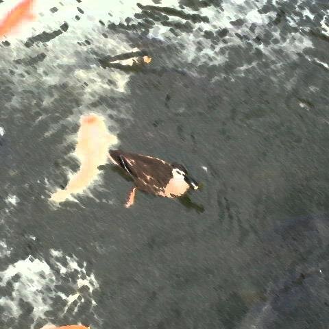 slimeses's profile picture. 特捜官、監査法人、投資顧問会社、生保などを経て、今はインターネットサービス企業で働いています。リスク管理が専門です。たまに小説を書いています。休日のツイートは少なめです。私的事情でここ最近ツイートが少なくなっています。