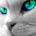 . (@s3rkan_pasha) Twitter profile photo