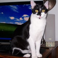 PepperCat (@bigshotcop) 's Twitter Profile