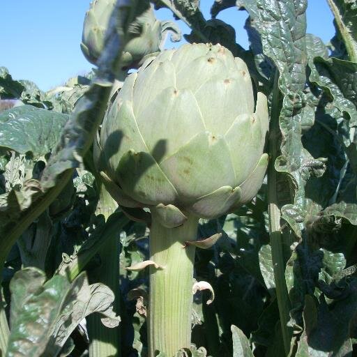ArtichokeBloke Profile Picture