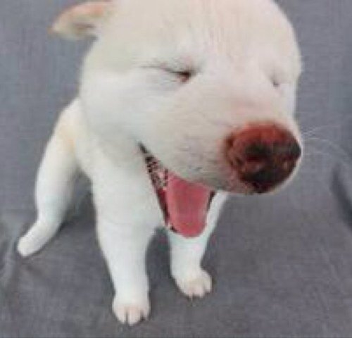 面白犬 Omoshiro123 Twitter