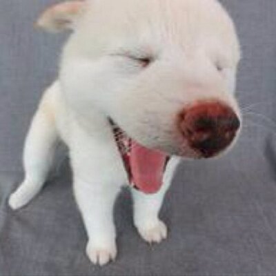 面白犬 Omoshiro123 Twitter