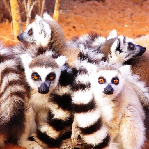 So that Lemurs are no more pets, we defend their right to live in the wild nature