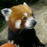 Ollie (@olliewithay) Twitter profile photo