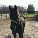 Carol Wilson Davis - @CarolDa74331462 - Twitter