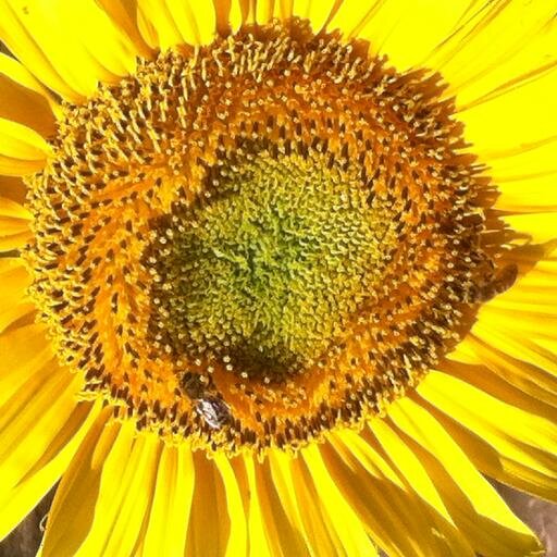 Organic Produce-Stewards of the Earth