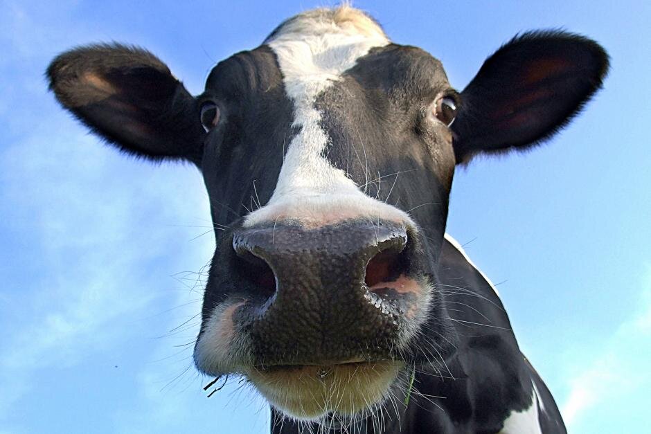 hrgthegurg's profile picture. I AM HRG FROM GURGISTAN.

I LOVE EUROVISION AND MY COW OLGA