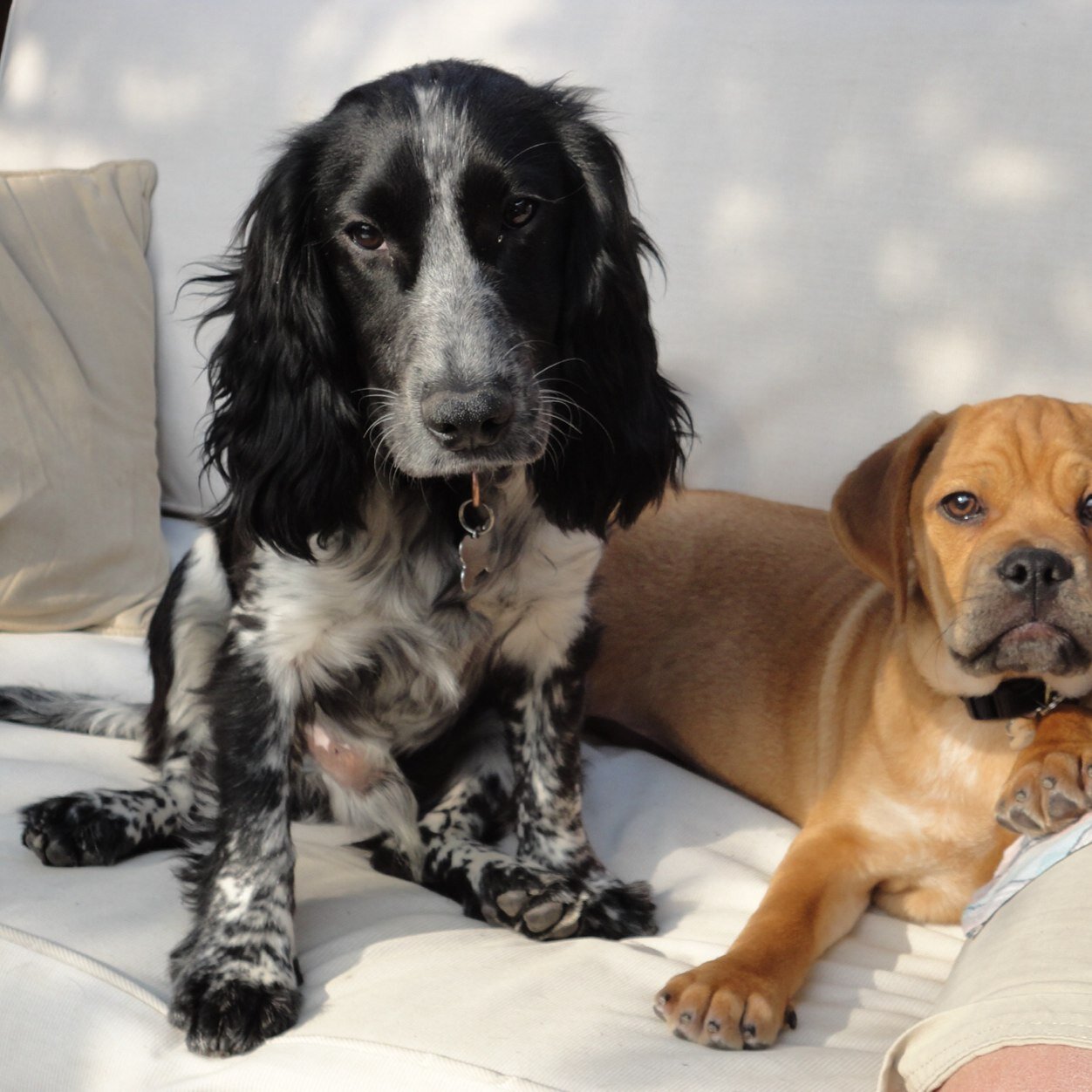 One crazy blue roan cocker called Albert and one crazy puggle called Henry we love,chasing each other, food, getting muddy and lots of cuddles,