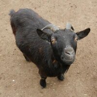 Christian Nawroth (@goatsthatstare) 's Twitter Profile