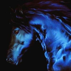 💙💟🐎🦋🤍