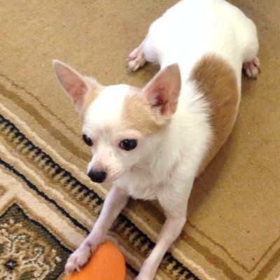 あさきちゃん