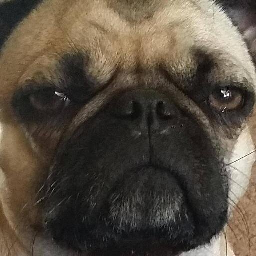 _Noxnn's profile picture. Video Game Streamer and devout Procrastinarian.  Oh and I get to play with chemicals for a living!