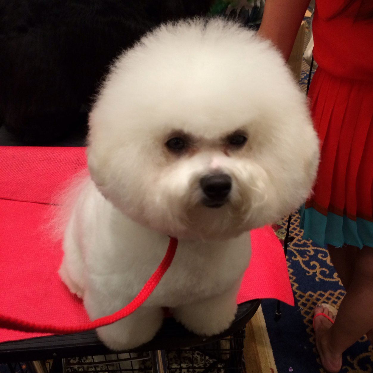 Dog stylist offering house calls all over Manhattan. To make an apointment please call 347-446-2775 or email topgroomingnyc@aol.com Jose Luis Rojas