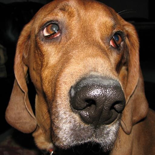 Member of the Beagle Brigade & Coonhound Command #UniteBlue #CantStandRand #Teabilly
Hunter Club of America.