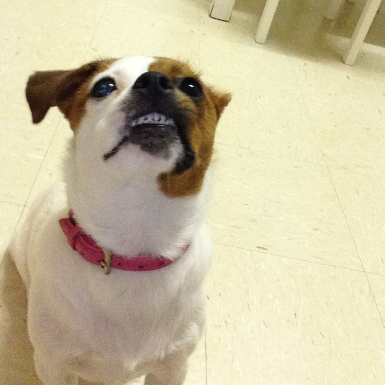 My rules! 1.sleep  2.chew  3.be annoying 4.eat  5.beg for food  6.eat cat food  7.DO IT ALL AGAIN!!!!!! (Jack Russell mix Pitbull, too funny to be real!!)