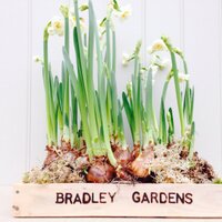 Bradley Gardens (@bradleygardens) 's Twitter Profile
