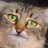The_Airmode's profile image