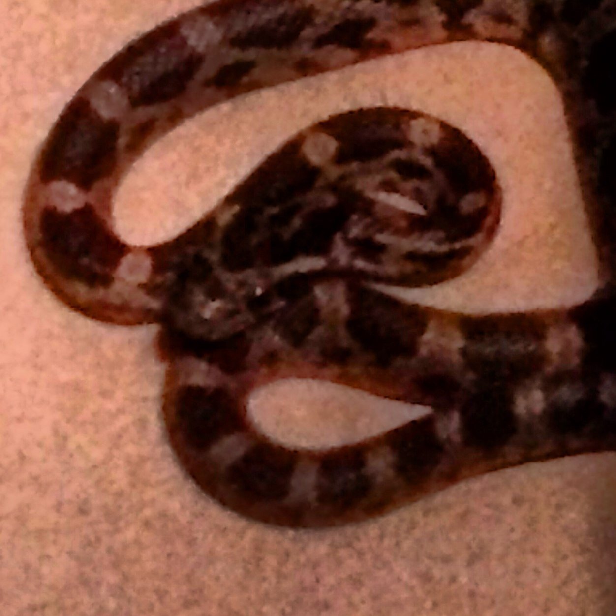 deloriahX's profile picture. Just trying to let you live my life through pictures.