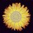 SunflowerMvmt's profile image