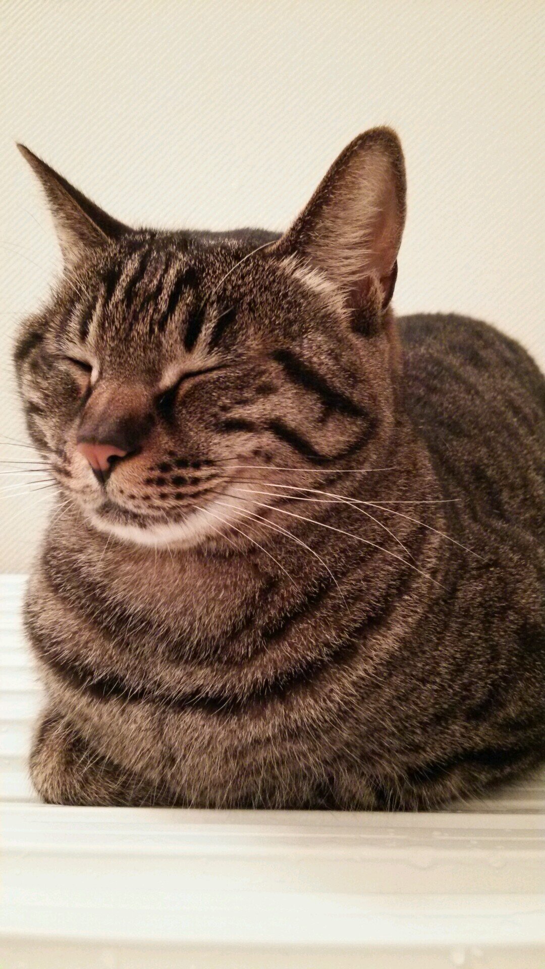 猫が大好き。