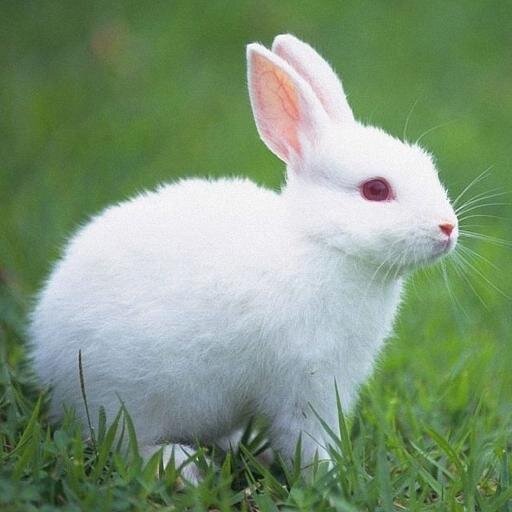 granjacunicula's profile picture. venta de conejos beneficiados, en pie, mascotas, para cría y padrotes.