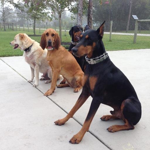 WilliamSMurphy's profile picture. Pronouns: Lord/Master - identifying as a biological male lesbian - mocking snowflakes for sport - not confusing feelings for facts