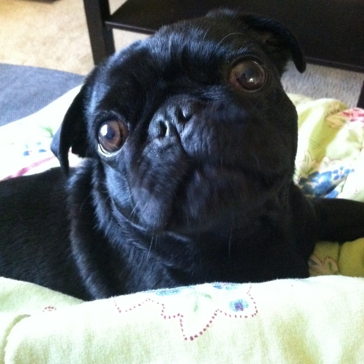 I'm a little black pug living in Vancouver Wa. I love playing with all of my pug friends, snuggling under blankets and anything edible!