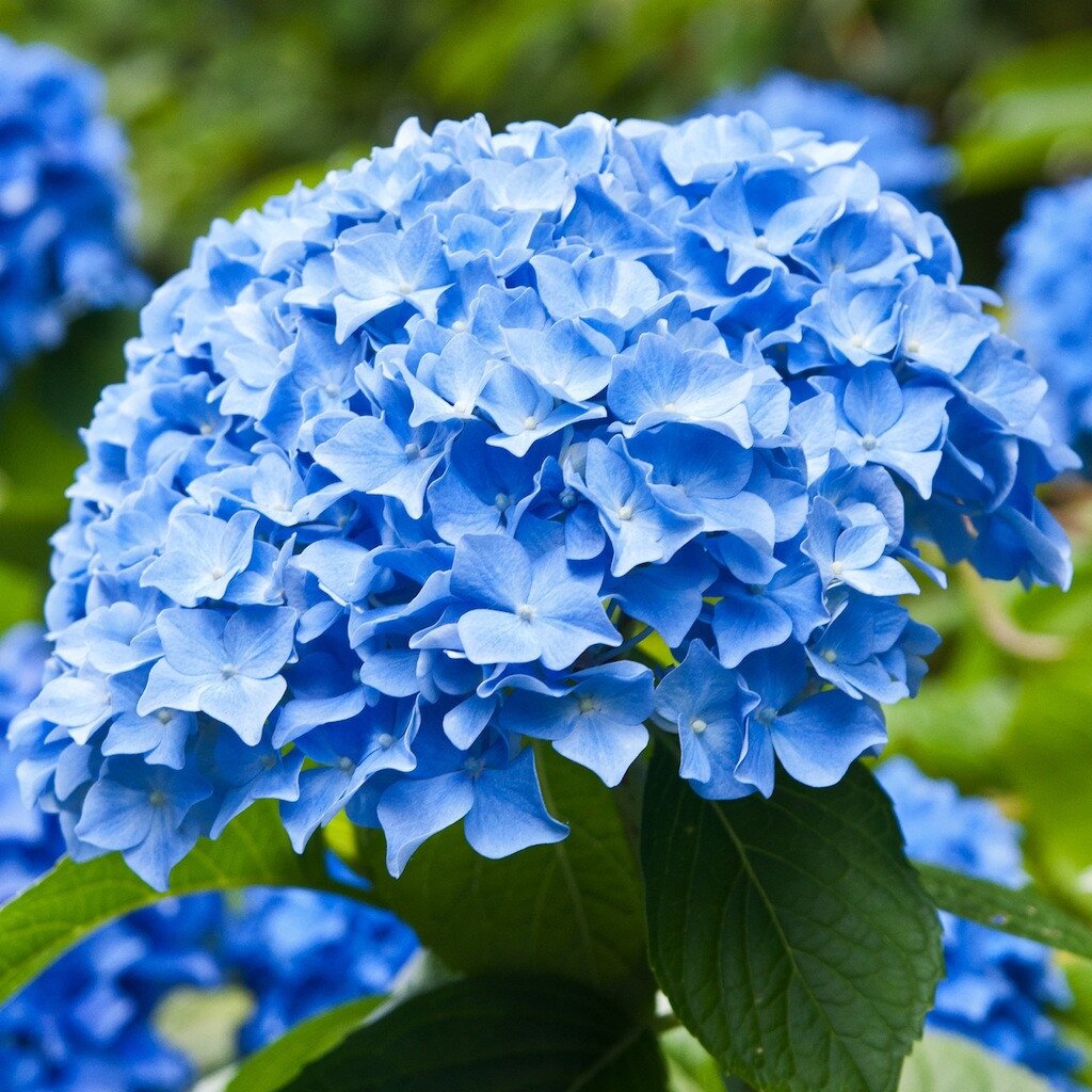 Floral E-commerce portal connecting you with flower farms from South America providing you with farm direct wholesale flowers at true wholesale pricing!!!.