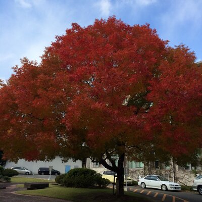 ねーすん