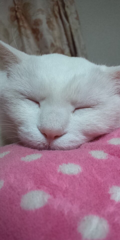 顏で笑って心で大号泣してるしろねこ