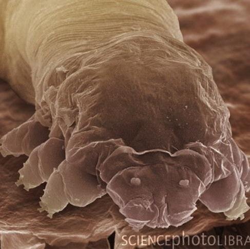 sanadamushi4's profile picture. 東工大15/1類/囲碁/卓球/演劇/千葉県/クライネスTen.