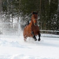 Mika Nieminen (@alffis) 's Twitter Profile