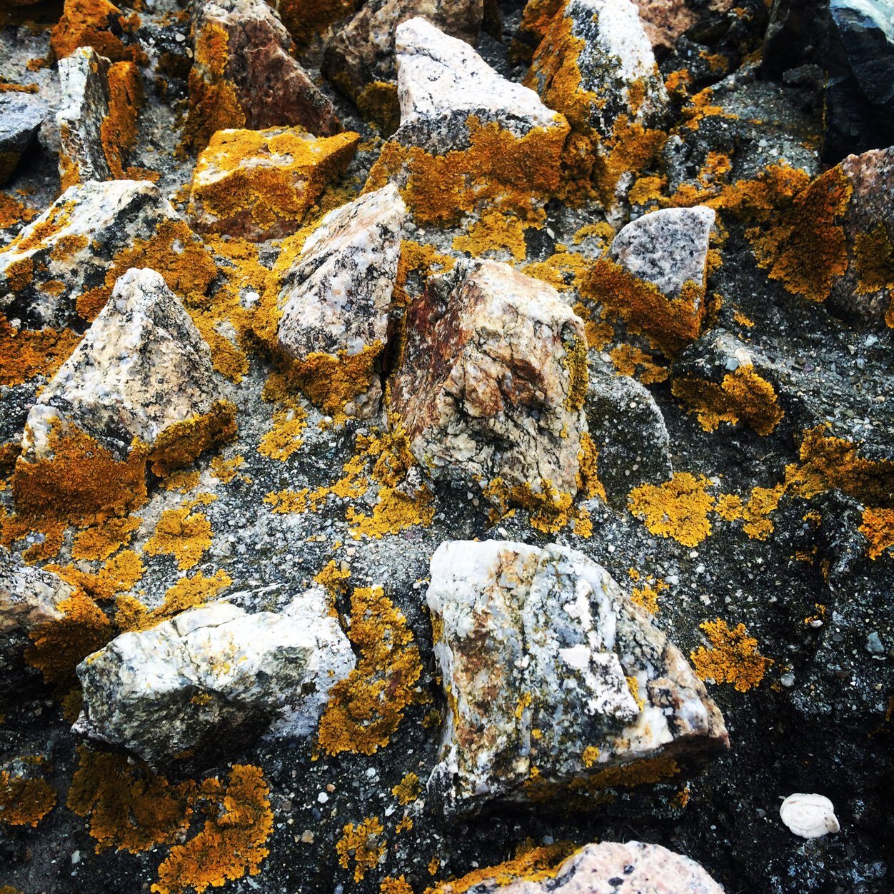 soveryrachael's profile picture. 