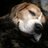 DexTheBeagle's profile image