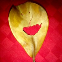 Ferro (@ferroez) 's Twitter Profile