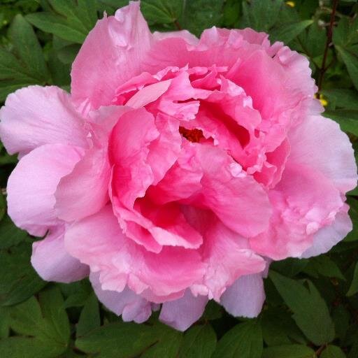 ellen_eshbach's profile picture. Trying to make sense of retirement in Arizona; former journalist, Northwestern schooled, now Grammie to five sweet kids