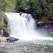 Abrams Falls has a height of 20 feet. The pool at its base is 100 feet across and is a popular playground for children.