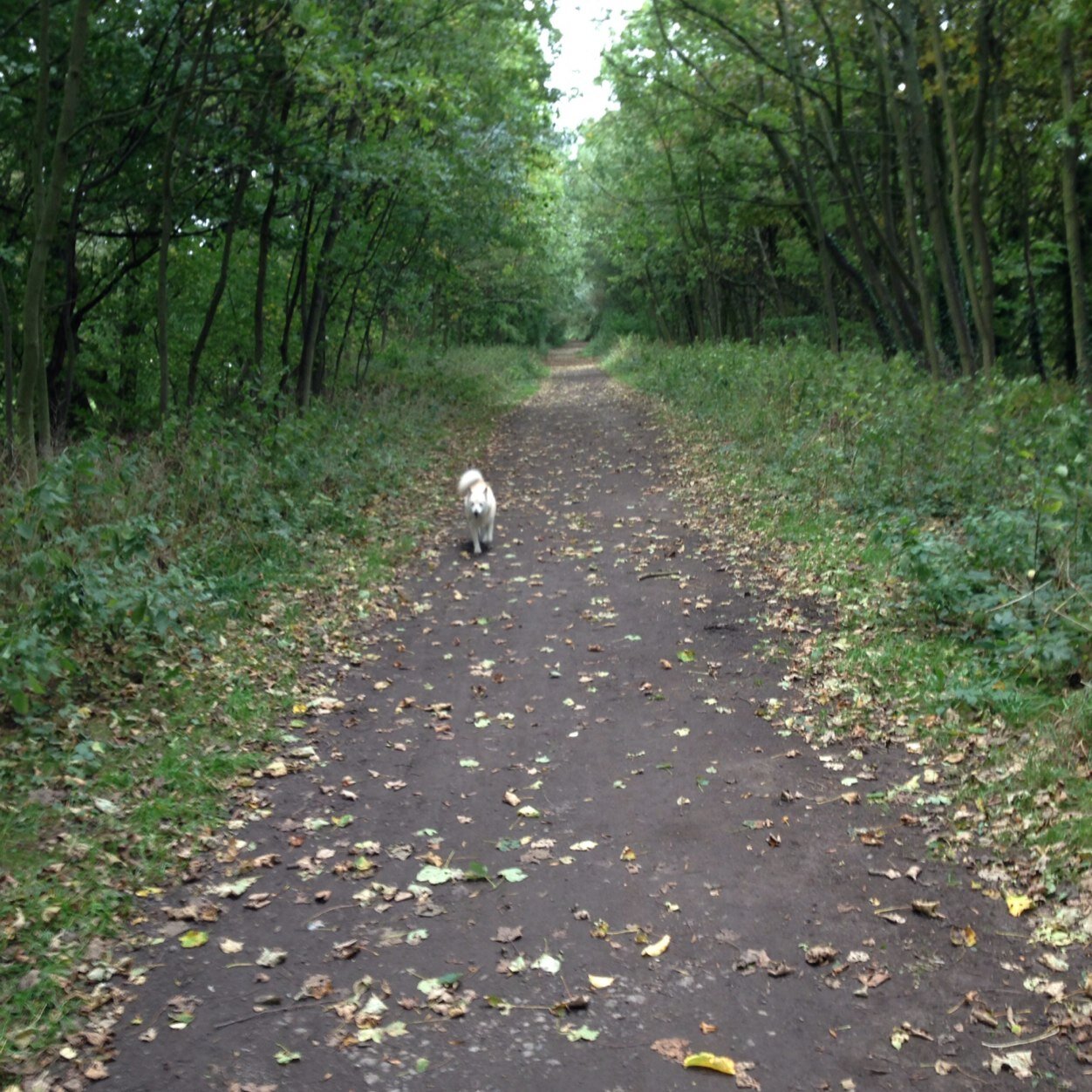 ChrisparkyChris's profile picture. From yorkshire just going about my daily business quietly