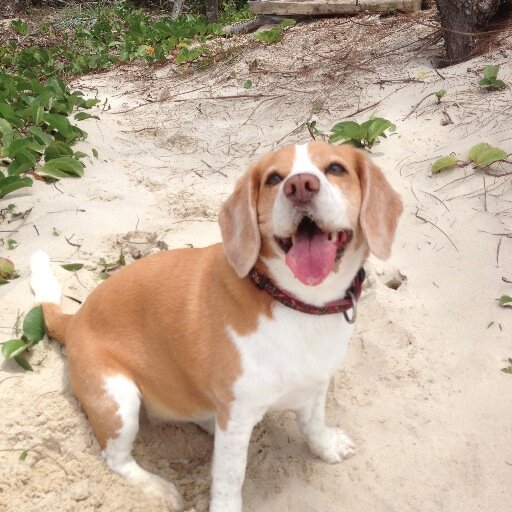 nonlieberal's profile picture. 