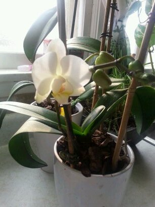 IntuitiveVal's profile picture. Hypnotist,  holistic healing and metaphysical advisor.  Business owner  Center for Intuitive Guidance.   Organizer Down To Earth Spiritual Group.