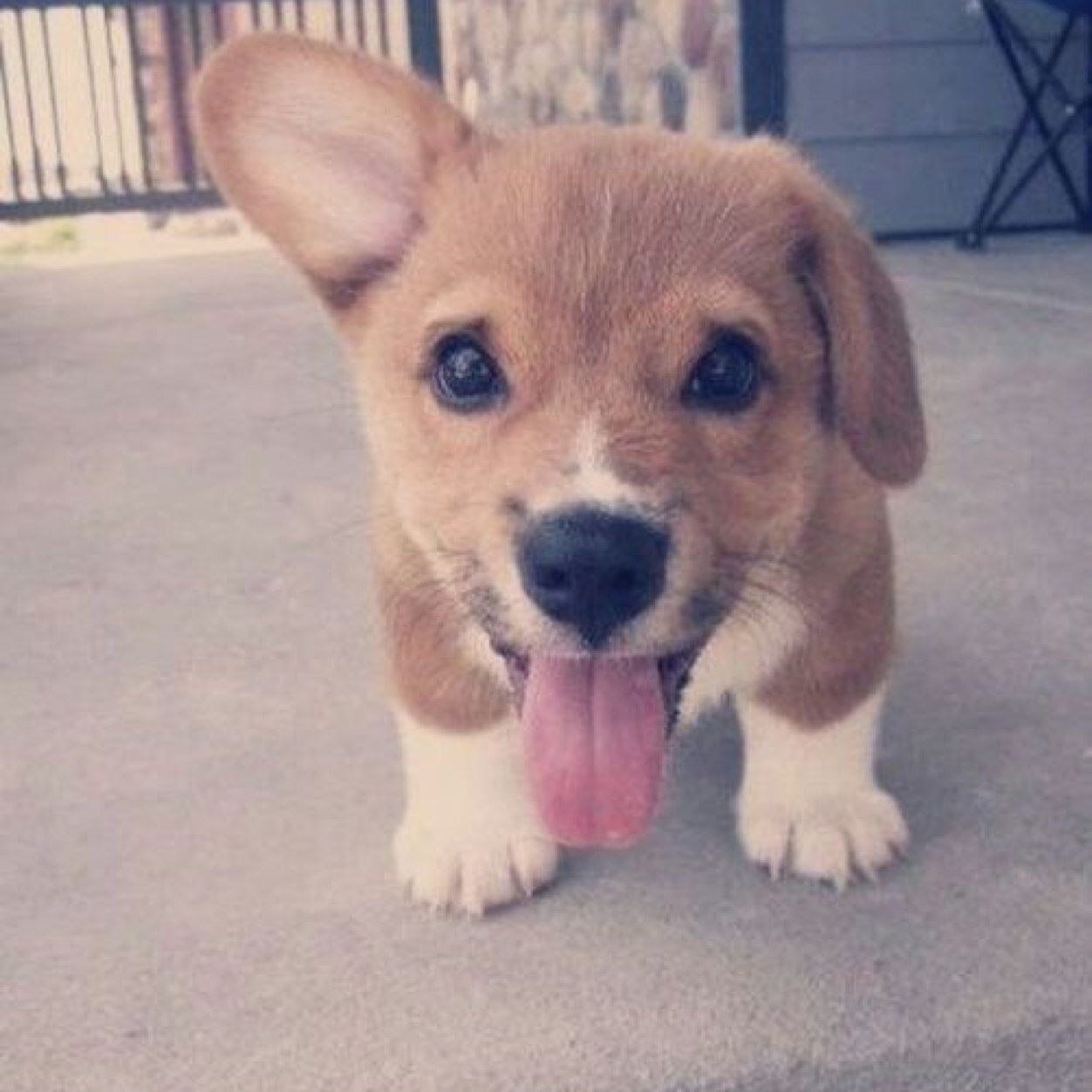 Dogs make the world a happy place